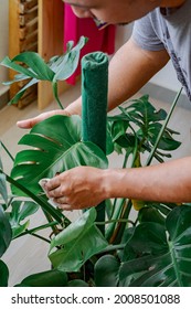 A Matured Asian Man With The Houseplant Leaves, Taking Care Of Plant Monstera.