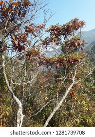 Matured Cinchona Tree