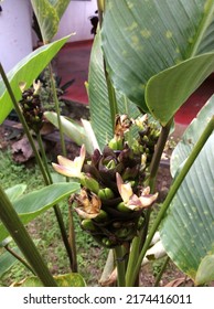 Maturuco Or Calathea Latifolia, Tropical Plant With Edible Flowers. Marantaceae Family.