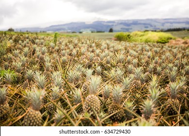 Maui Hawaii Pineapple Field Farm