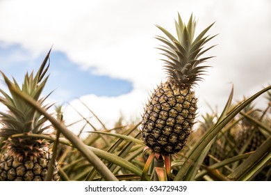 Maui Hawaii Pineapple Field Farm