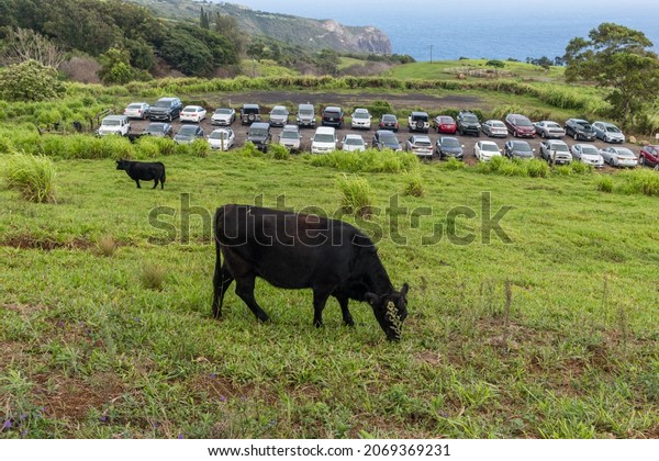 Maui, Hawaii, USA - October 15th 2021: Upper\
Waihee Ridge Trail parking lot with grazing cows in the foreground,\
Maui, Hawaii
