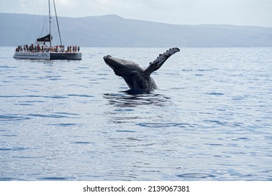 MAUI, HIUSA - FEBRUARY 18, 2022: Tourists Aboard Whale Watching Boat Observe Humpback Whale Breaching In Waters Of Pacific Ocean Off Maui Coast. 
