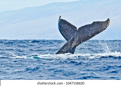 Maui Humpback Whale