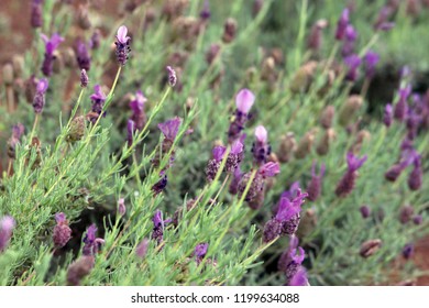 Maui Lavender Fields