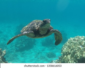 Maui Sea Turtle