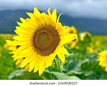 Maui Sunflowers And Rainbow Trees