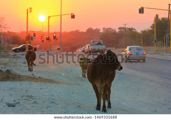 Maun,Botswana.July\
2016.A herd of cattle walk along a road near an intersection while\
the sun sets over Maun.The town relies on the tourism industry that\
revolves around the Okavango\
Delta.