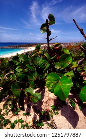 Maundys Bay, Anguilla, British West Indies, Sea Grapes