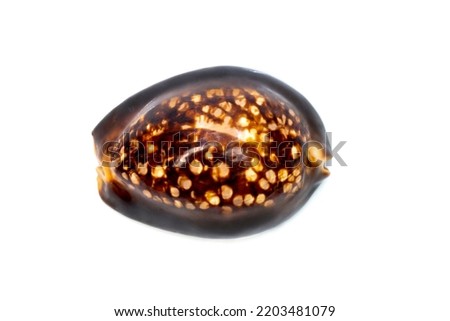 Mauritia mauritiana, common names the humpback cowry, chocolate cowry, mourning cowry and Mauritius cowry, is a species of tropical sea snail.