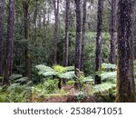 Mauritian endemic Fandia Fern trees 