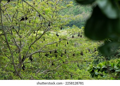 The Mauritian flying fox (Pteropus niger) in wild nature of Mauritius - Shutterstock ID 2258128781