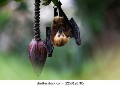 The Mauritian flying fox (Pteropus niger) in wild nature of Mauritius - Shutterstock ID 2258128785
