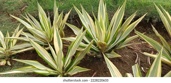 Mauritius hemp, Furcraea foetida, Portuguese Piteira, French Aloe, popular plant for tropical park or garden. agave furcraea gigantea - Shutterstock ID 2228220633