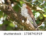 Mauritius Kestrel adult critically endangered 