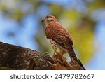 Mauritius Kestrel (Falco punctatus) adult perched on branch, endangered species

Mauritius                   November