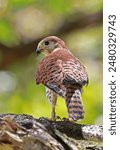 Mauritius Kestrel (Falco punctatus) adult perched on branch, endangered species

Mauritius                   November