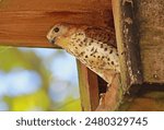 Mauritius Kestrel (Falco punctatus) adult perched at entrance of nest box, endangered species

Mauritius                   November