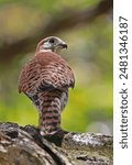 Mauritius Kestrel (Falco punctatus) adult perched on branch, endangered species

Mauritius                   November