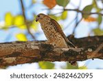 Mauritius Kestrel (Falco punctatus) adult perched on branch, endangered species

Mauritius                   November