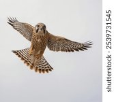 The Mauritius kestrel is a rare and remarkable bird of prey, native to the island of Mauritius. Known for its keen hunting skills, this small falcon has a striking brown 