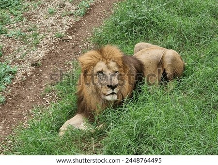 Mauritius. A lion resting in the grass. The Casela Nature Parks  is one of the most popular leisure and amusement parks in Mauritius. 350 has divided into 5 areas, each with its own unique feature.