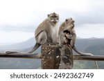 The Mauritius Long-tailed Macaque, a couple with their Youngster.