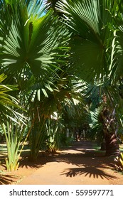 Mauritius palms