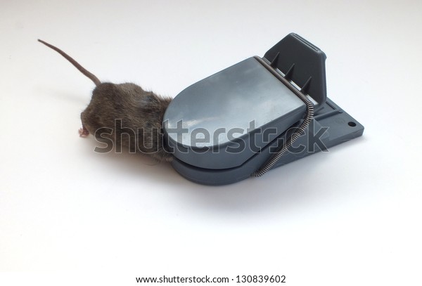 Maus Der Falle Stock Photo Edit Now