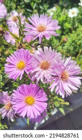 Mauve aster in full blook