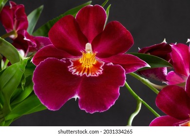 The Mauve Butterfly Or Cooktown Orchid Has A Spectacular Bloom Like Most Tropical Orchids. The Main Area For Pollination Is A Vivid Signal To Insects And Birds, Depending On The Species