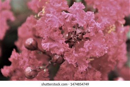 Mauve Close Up Flower And Buds