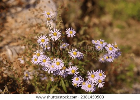 mauve daisy flowers in nature