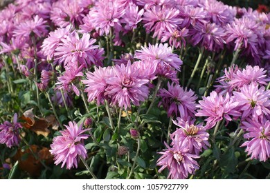 Mauve Flower Heads Of Chrysanthemum Morifolium Plant