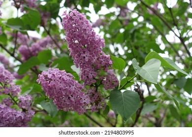 Mauve Flowers Of Common Lilac In May