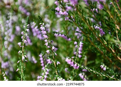 The Mauve Heather Flowers In Front Of The Green Natural Background.