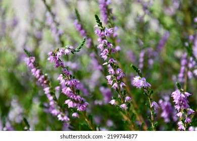 The Mauve Heather Flowers In Front Of The Green Natural Background.