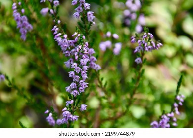 The Mauve Heather Flowers In Front Of The Green Natural Background.