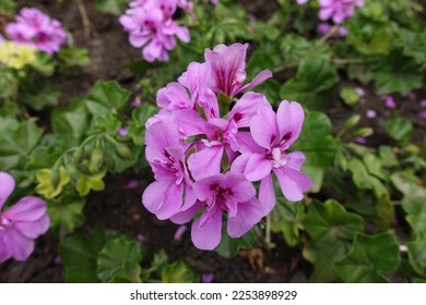 Mauve pink flowers of ivy-leaved pelargonium in mid June - Shutterstock ID 2253898929