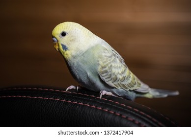 Mauve Rainbow Baby  Budgie