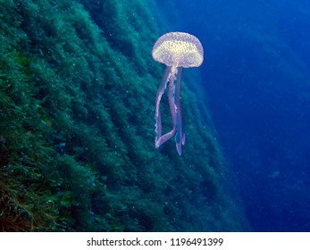 Mauve Stinger Jellyfish (Pelagia Noctiluca)