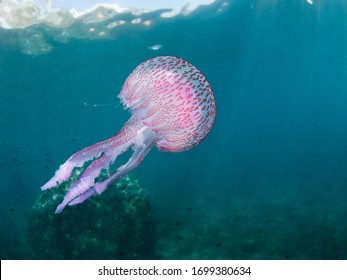 Mauve Stinger Jellyfish Pellagia Noctiluca Floating Stock Photo ...