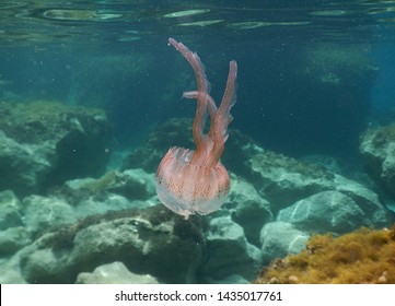 Mauve Stinger In Paradise Bay, Malta.