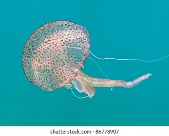 Mauve Stinger (Pelagia Noctiluca)