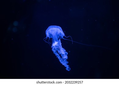 Mauve stinger (Pelagia noctiluca) also known as purple-striped jelly, purple stinger, purple people eater, purple jellyfish, luminous jellyfish and night-light jellyfish swimming in blue light on blac
