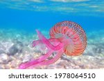 Mauve stinger purple jellyfish - Pelagia noctiluca