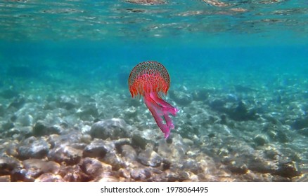 Mauve Stinger Purple Jellyfish - Pelagia Noctiluca