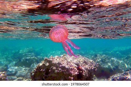 Mauve Stinger Purple Jellyfish - Pelagia Noctiluca