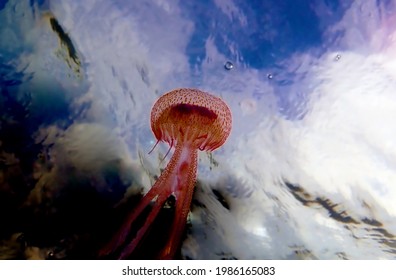 Mauve Stinger Purple Jellyfish - Pelagia Noctiluca