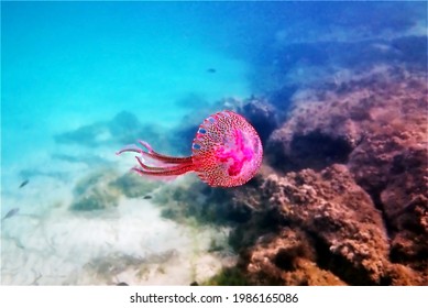 Mauve Stinger Purple Jellyfish - Pelagia Noctiluca